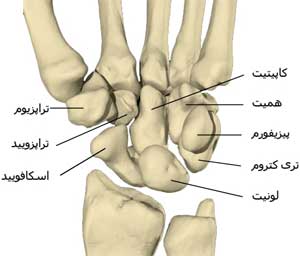 مچ دست انسان آناتومی مشاوره کنکور پروتون معرفی رشته پزشکی