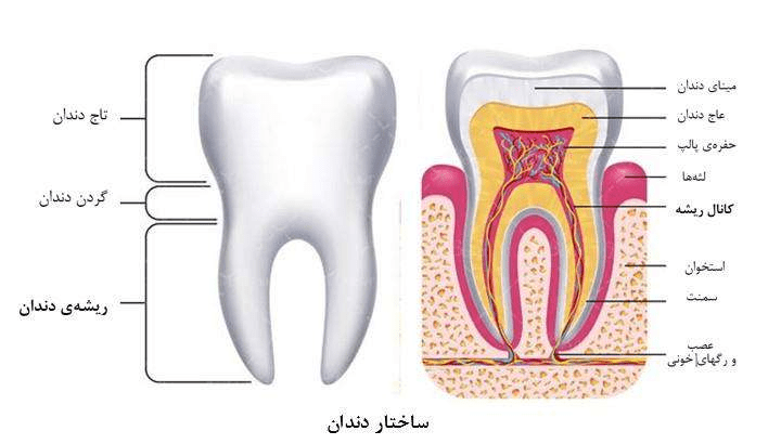 ساختار دندان - معرفی رشته دندانپزشکی